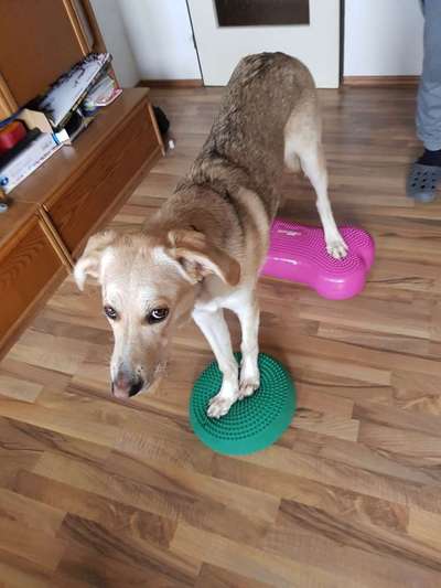 Mischlinge - die beste Rasse die es gibt-Beitrag-Bild