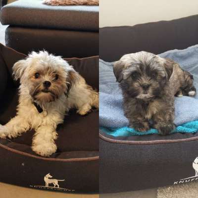 bolonka zwetna 😁-Beitrag-Bild