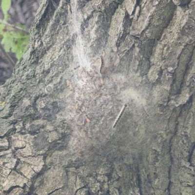 Giftköder-Eichen-Prozessionsspinner Lehmannsfelsen-Bild
