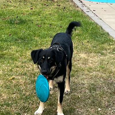 Hundetreffen-Elmo sucht Spiel- und Gassipartner-Bild