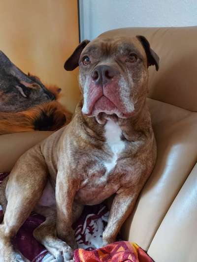 Olde English Bulldogge-Beitrag-Bild