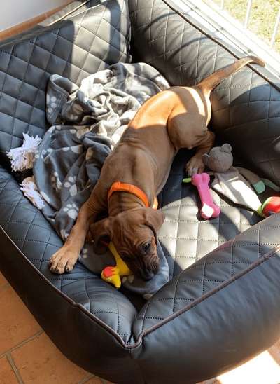 Welpen Bilder !-Beitrag-Bild