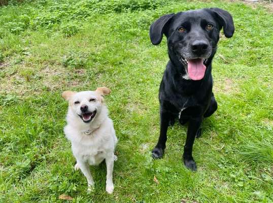 Hundetreffen-Entspannte Spaziergänge-Bild