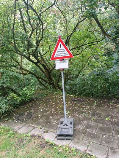 Giftköder-Blaualgen im Teich Schrebergärten Rottmannshof-Bild