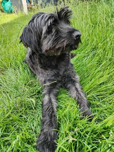 Hundetreffen-Spiel und Gassirunden in Neuburg-Bild