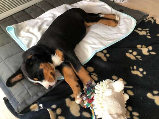 Die Dogorama Kalender Challenge 4/4-Beitrag-Bild