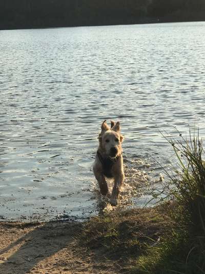 Fotosammlung: ,,Der natürliche Hund" Unbearbeitet, ungestellt und in Natura-Beitrag-Bild