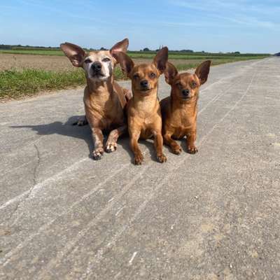 Hundetreffen-Gassi gehen-Bild