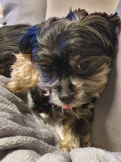 Postet das beste Foto von euren 4 beinern-Beitrag-Bild