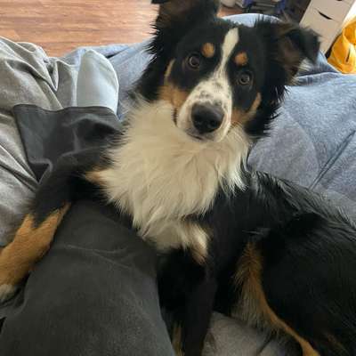 Hundetreffen-Gassi & Spielrunden in Besssungen-DA-Bild