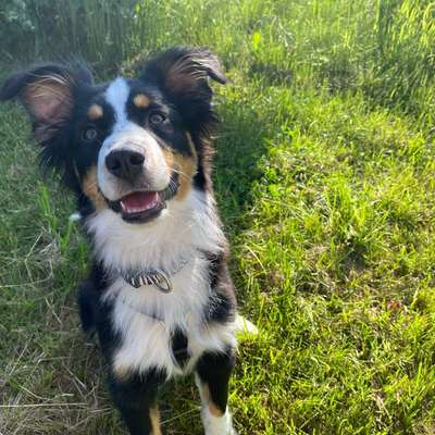 Hundetreffen-Hundekumpel gesucht!-Bild