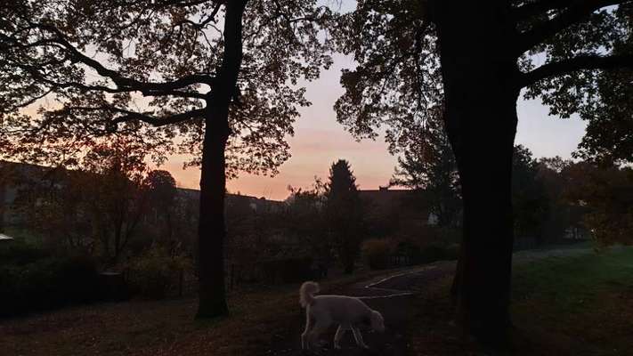 Hundeauslaufgebiet-An der Bäke-Bild