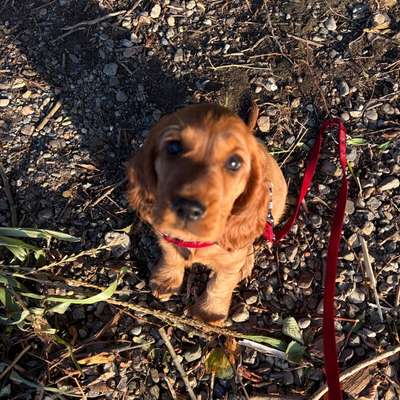 Hundetreffen-🐾 Welpentreffen am Hufeisensee 🐶🤎-Bild