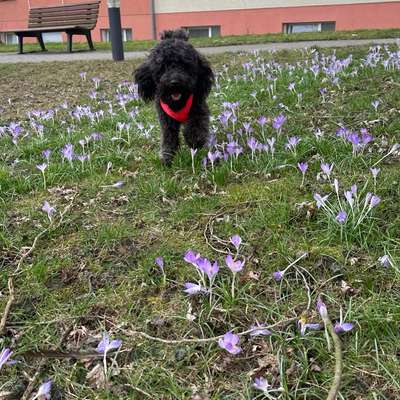 Hundetreffen-Liesel sucht Hundegefährten-Bild