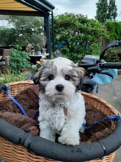 Fahrradfahren/Fahrradtour mit kleinem Hund-Beitrag-Bild