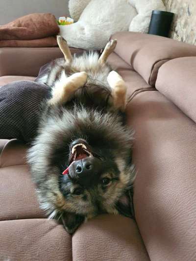 Die Dogorama Wochen Challenge-Beitrag-Bild