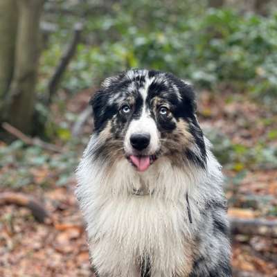 Hundetreffen-Spaziergänge in und um Langenfeld-Bild