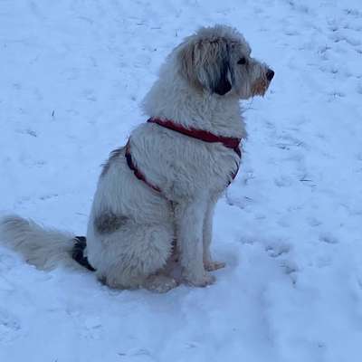 Hundetreffen-Paco sucht einen Kumpel-Bild