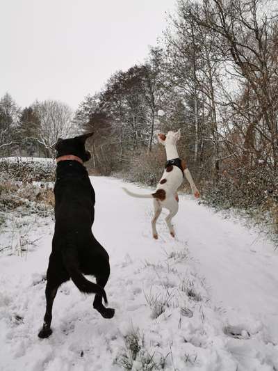 Challenge Nr. 16         Dynamik - Dein Hund in Bewegung-Beitrag-Bild