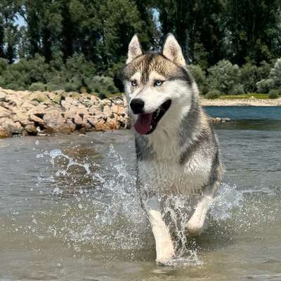 Hundetreffen-Huskytreffen Hundewiese Ketsch