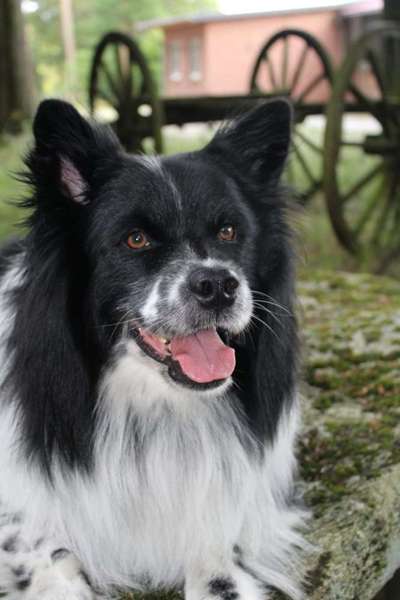 Dogorama Photo Challenge - Lieblingsspielzeug!-Beitrag-Bild