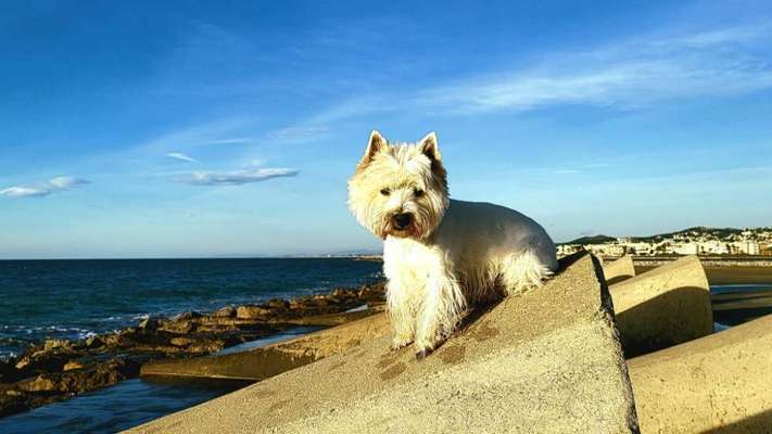 Hunderunde-Beitrag-Bild