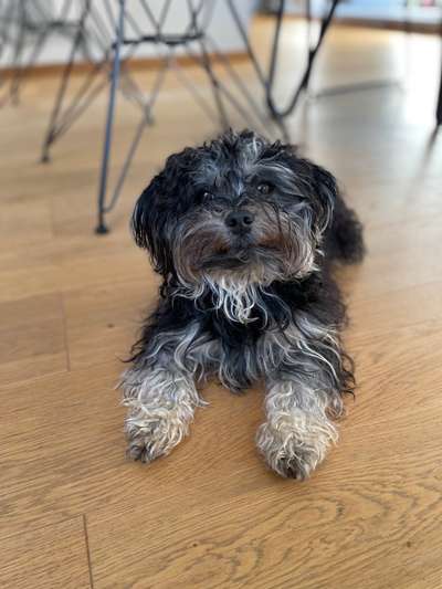 Bolonka Zwetna Freunde-Beitrag-Bild