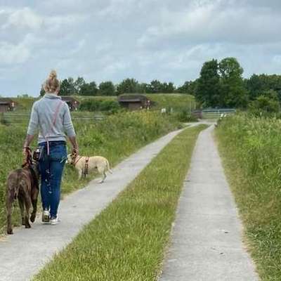 Hundetreffen-Training Freilauf auf einem eingezäunten Gelände Spiel und Spaß-Profilbild
