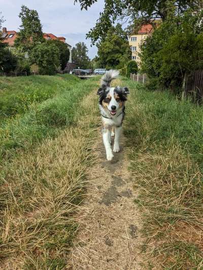 Hundetreffen-Spielrunde am Toeplerpark-Bild