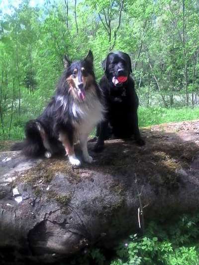 "Notfall"-Reaktion bei Leinenreaktivität-Beitrag-Bild