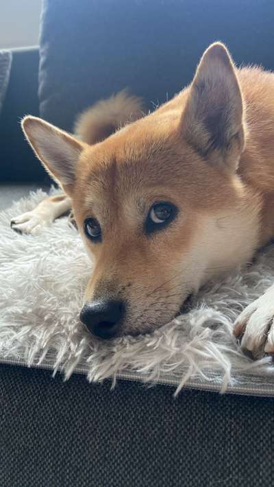 Hundetreffen-Shiba Inu-Bekanntschaften-Bild