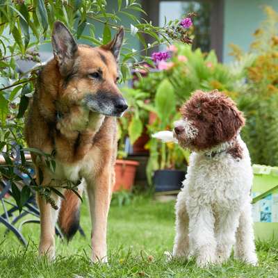 12. Farben Foto Challenge --- Braun-Beitrag-Bild