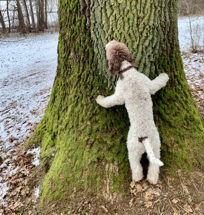 Lagotto Romagnolo Besitzer-Beitrag-Bild