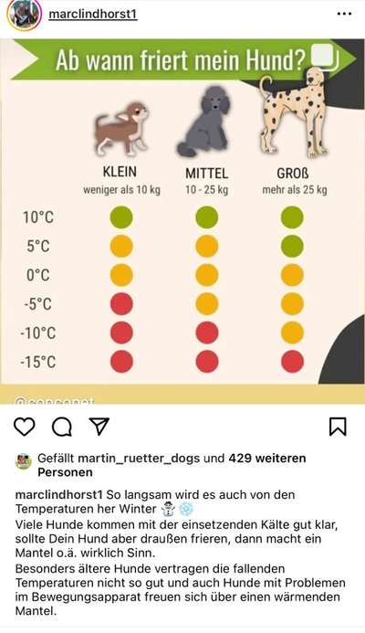 Lagotto Romagnolo Besitzer-Beitrag-Bild