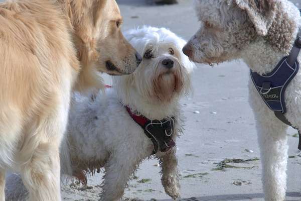 Fotosammlung: ,,Der natürliche Hund" Unbearbeitet, ungestellt und in Natura-Beitrag-Bild