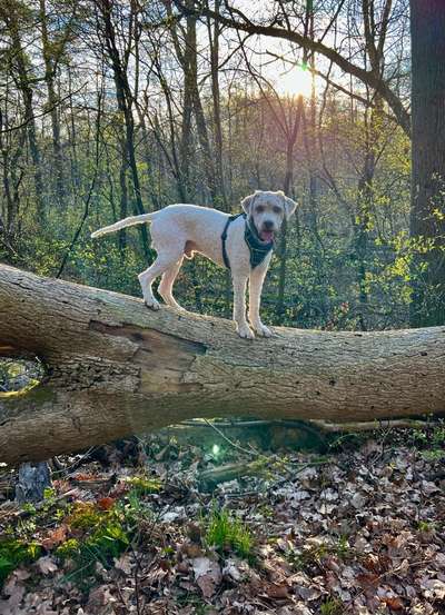 Dogorama Photo Challenge - Mein Holz und ich-Beitrag-Bild