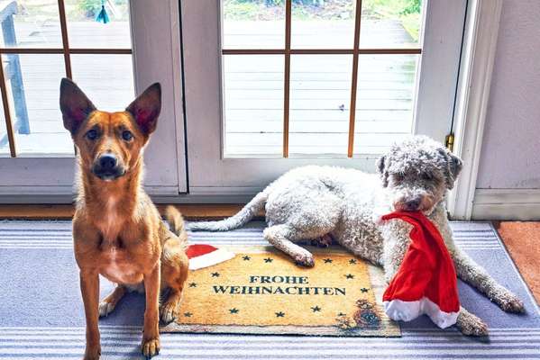 Lagotto Romagnolo Besitzer-Beitrag-Bild