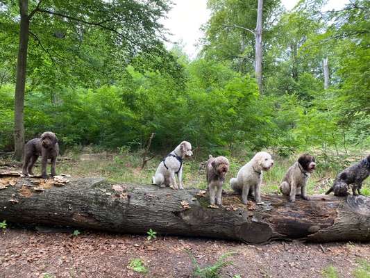 Lagotto Romagnolo Besitzer-Beitrag-Bild