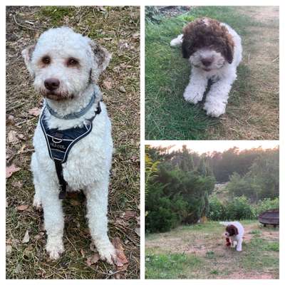 Lagotto Romagnolo Besitzer-Beitrag-Bild