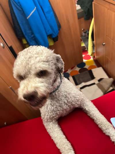 Zeige den lustigsten Blick deines Hundes-Beitrag-Bild