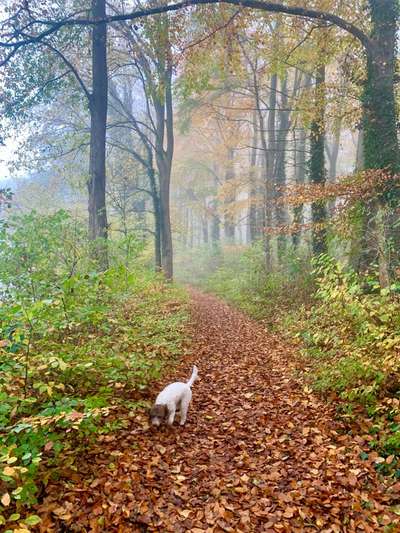 25. Farben Fotochallenge ,,Bernstein"-Beitrag-Bild