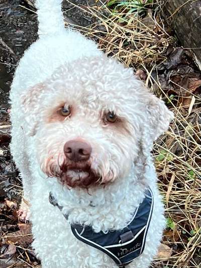 Dogorama Photo Challenge - Details Ganz nah-Beitrag-Bild