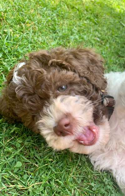 Vom Welpen zum Hund-Beitrag-Bild