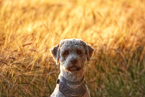 20. Farben Fotochallenge: Gold / Goldgelb / Stohgelb-Beitrag-Bild