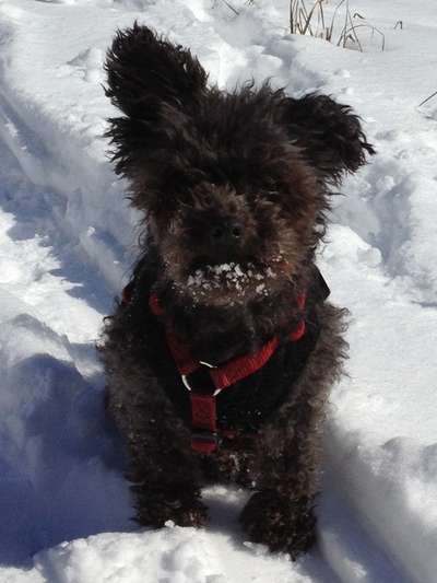 Unsere Fellnasen im Regenbogenland-Beitrag-Bild