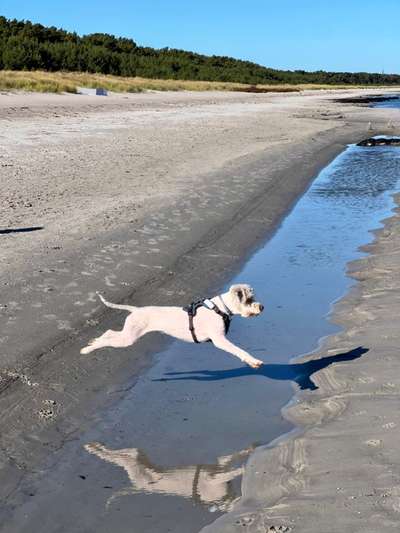 61. Handyfotochallenge - der springende Hund-Beitrag-Bild