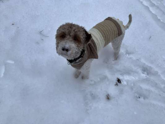 Lagotto Romagnolo Besitzer-Beitrag-Bild