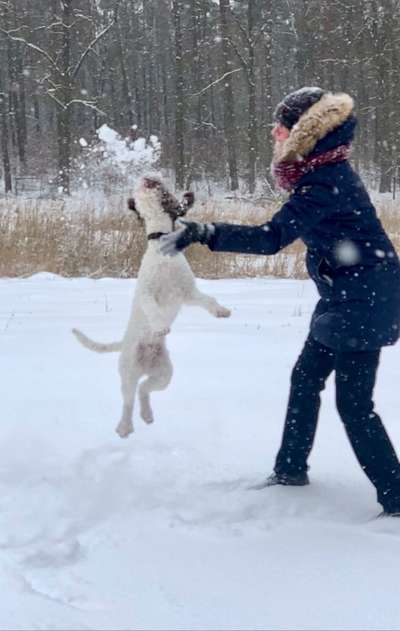 Schneehund-Beitrag-Bild