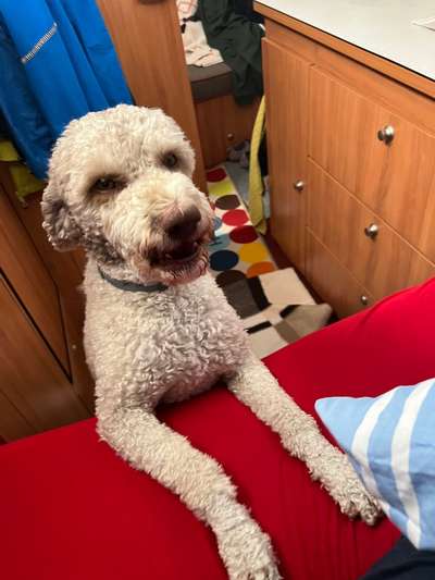 Handy Foto Challange Nr. 46  Happy Dog-Beitrag-Bild