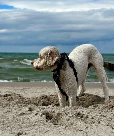 Dogorama Photo Challenge - Sommer Feeling-Beitrag-Bild